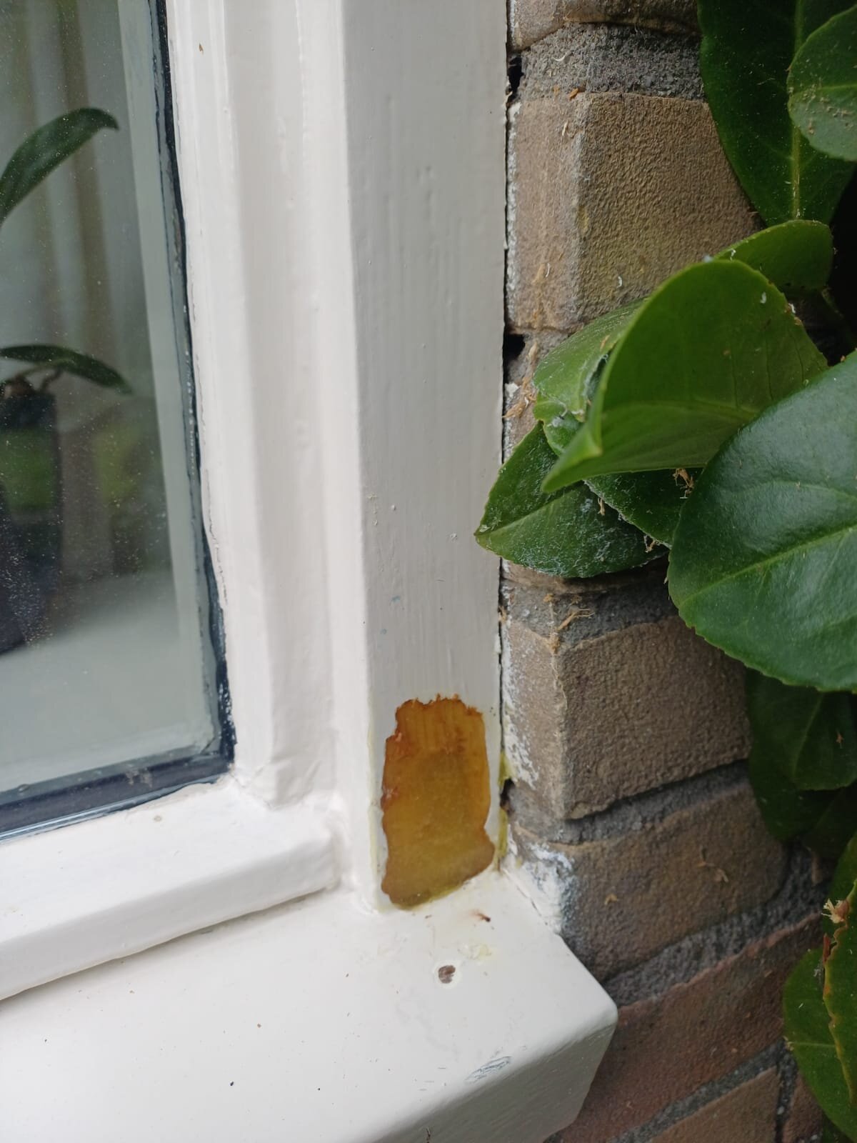 Stap 2: hersteld met reparatiemiddel